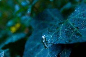 nature, Leaves, Water Drops, Macro