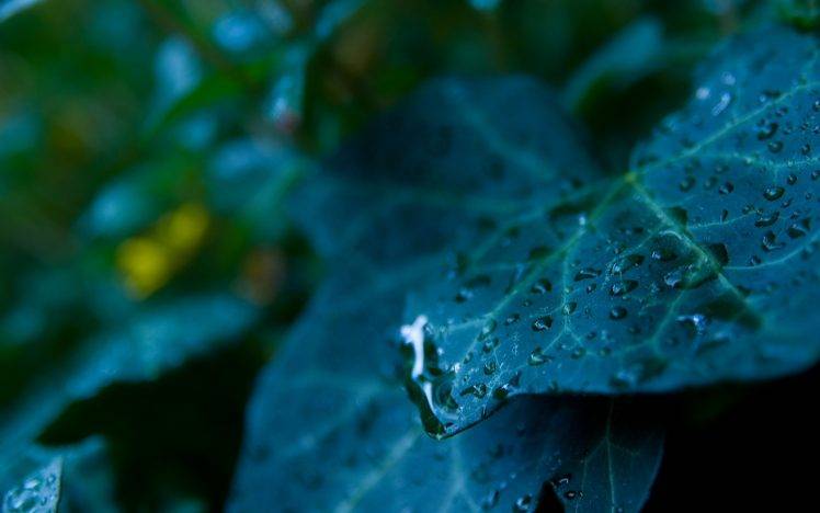 nature, Leaves, Water Drops, Macro HD Wallpaper Desktop Background