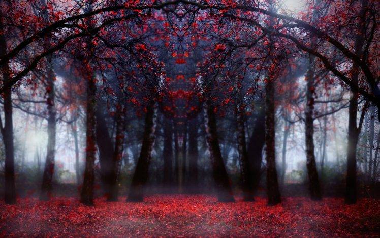 nature, Trees, Fall, Symmetry, Forest HD Wallpaper Desktop Background