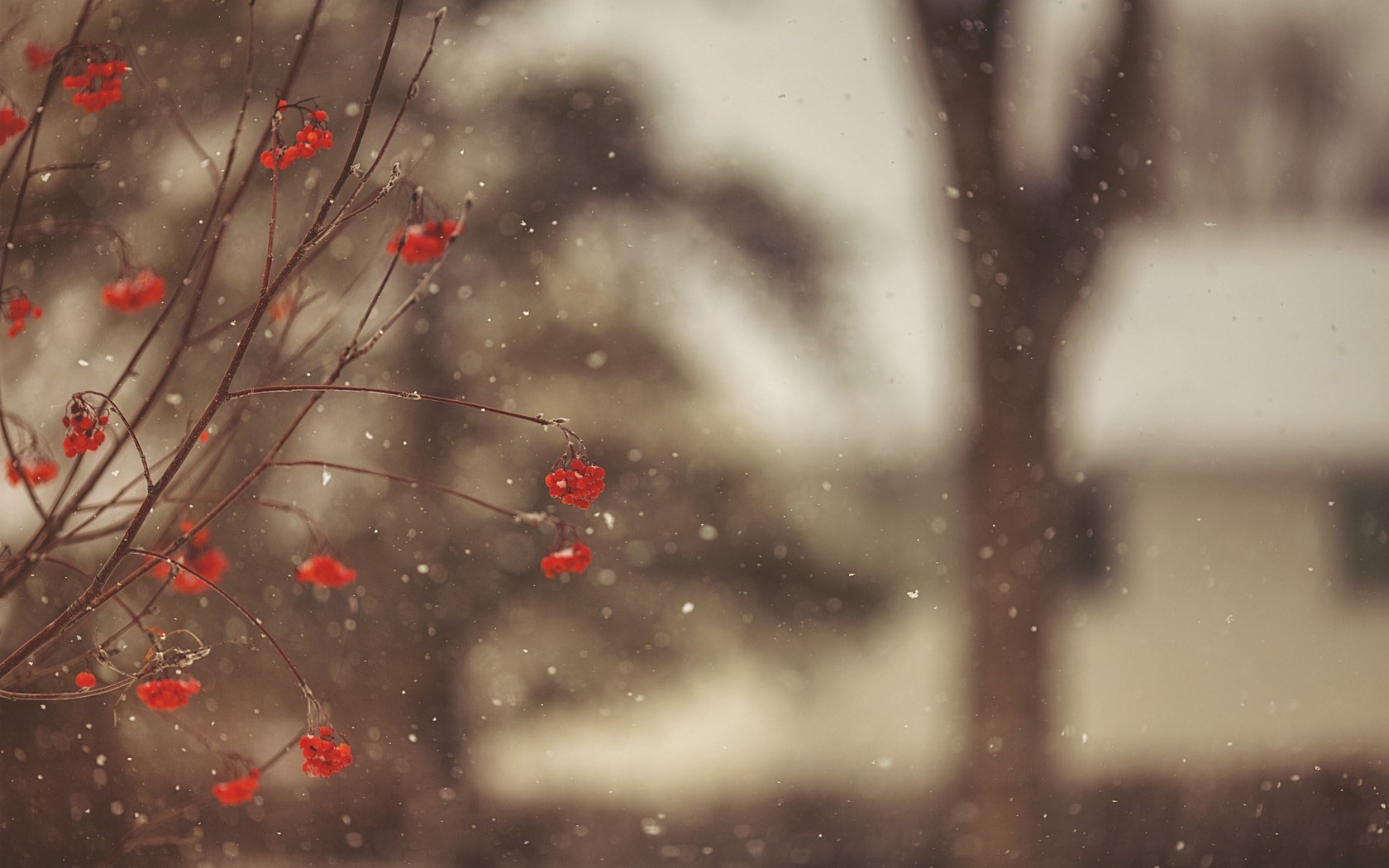 nature, Berries, Twigs, Depth Of Field Wallpaper