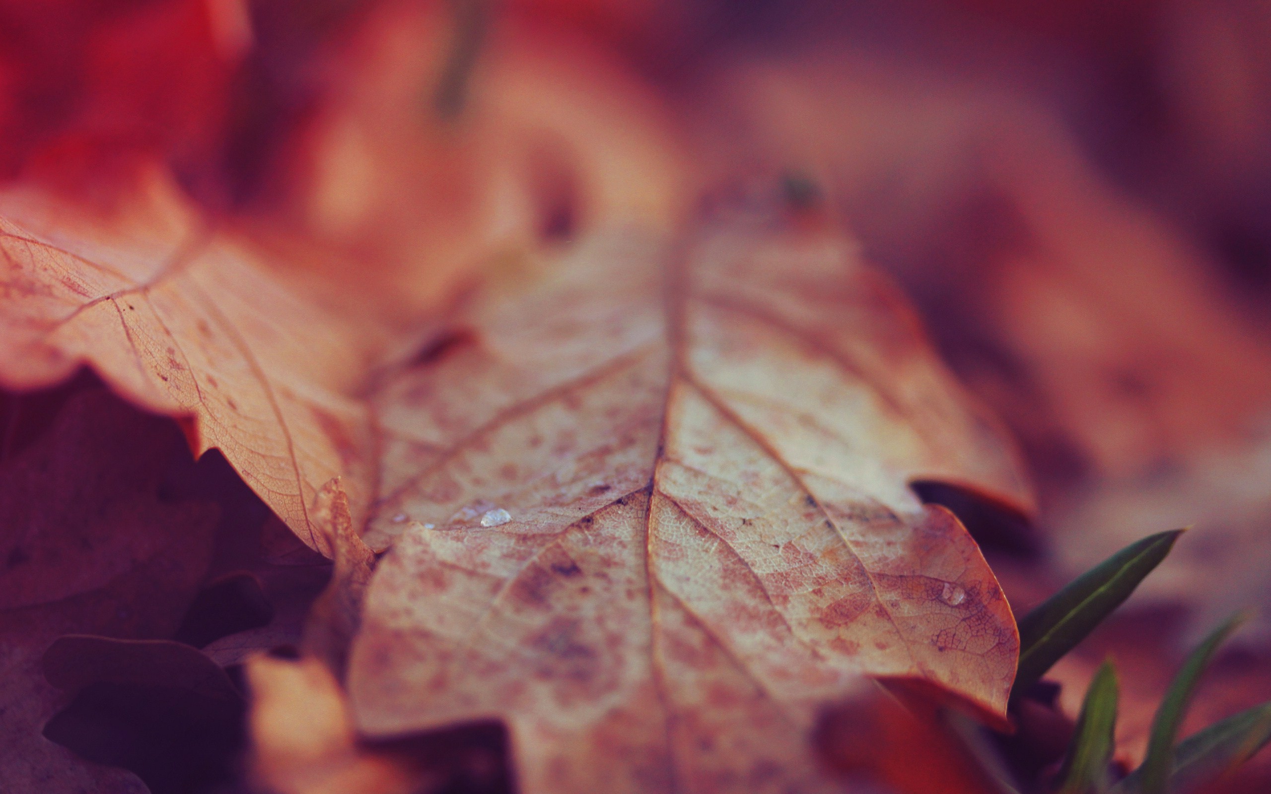 nature, Macro, Leaves Wallpaper