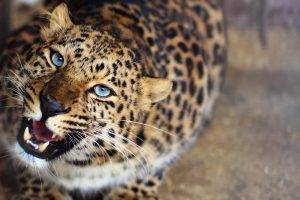 leopard, Animals, Blurred, Blue Eyes, Roar