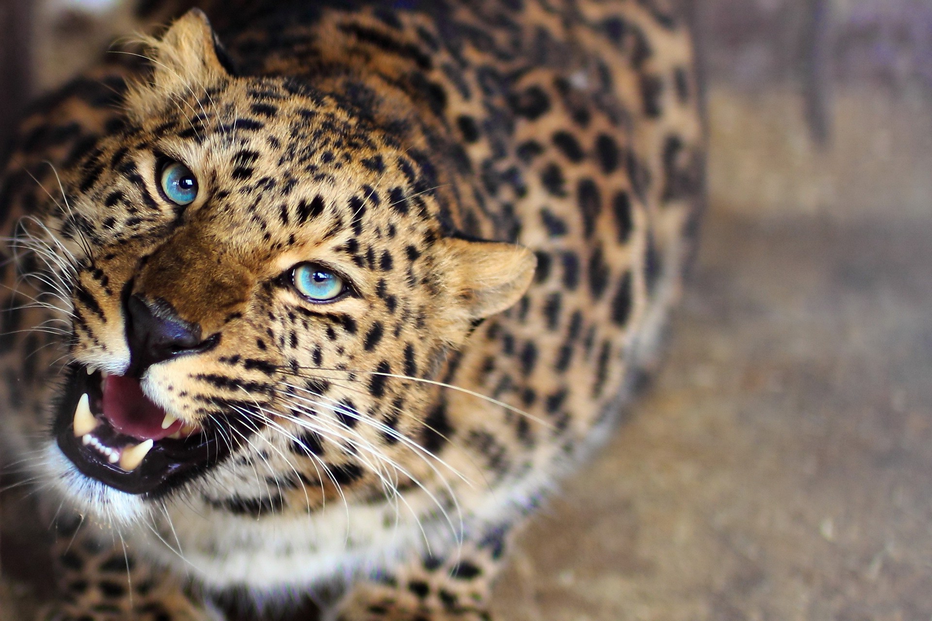 leopard, Animals, Blurred, Blue Eyes, Roar Wallpaper