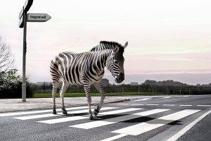 animals, Humor, Digital Art, Zebras, Road, Cross