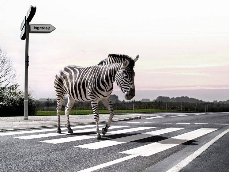 animals, Humor, Digital Art, Zebras, Road, Cross HD Wallpaper Desktop Background