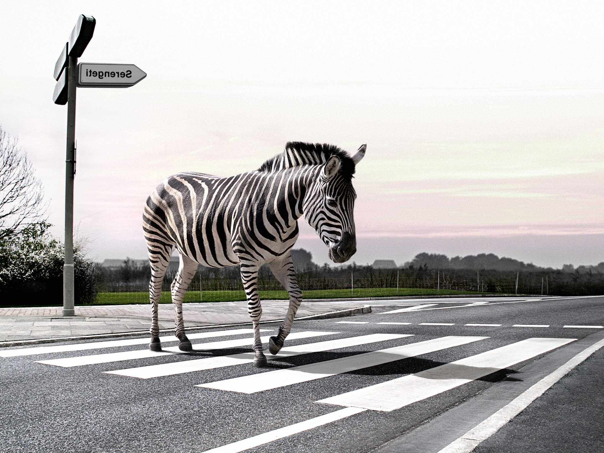 animals, Humor, Digital Art, Zebras, Road, Cross Wallpaper