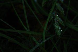 nature, Green, Grass, Water Drops, Macro