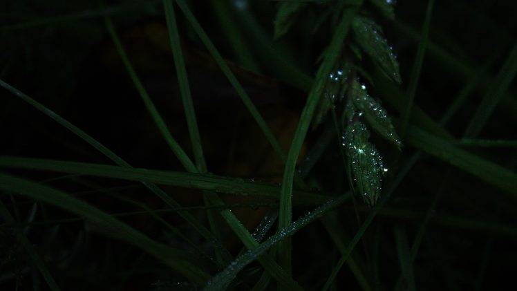nature, Green, Grass, Water Drops, Macro HD Wallpaper Desktop Background