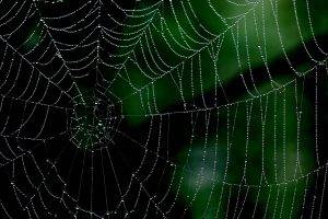 spiderwebs, Minimalism, Nature, Closeup, Macro