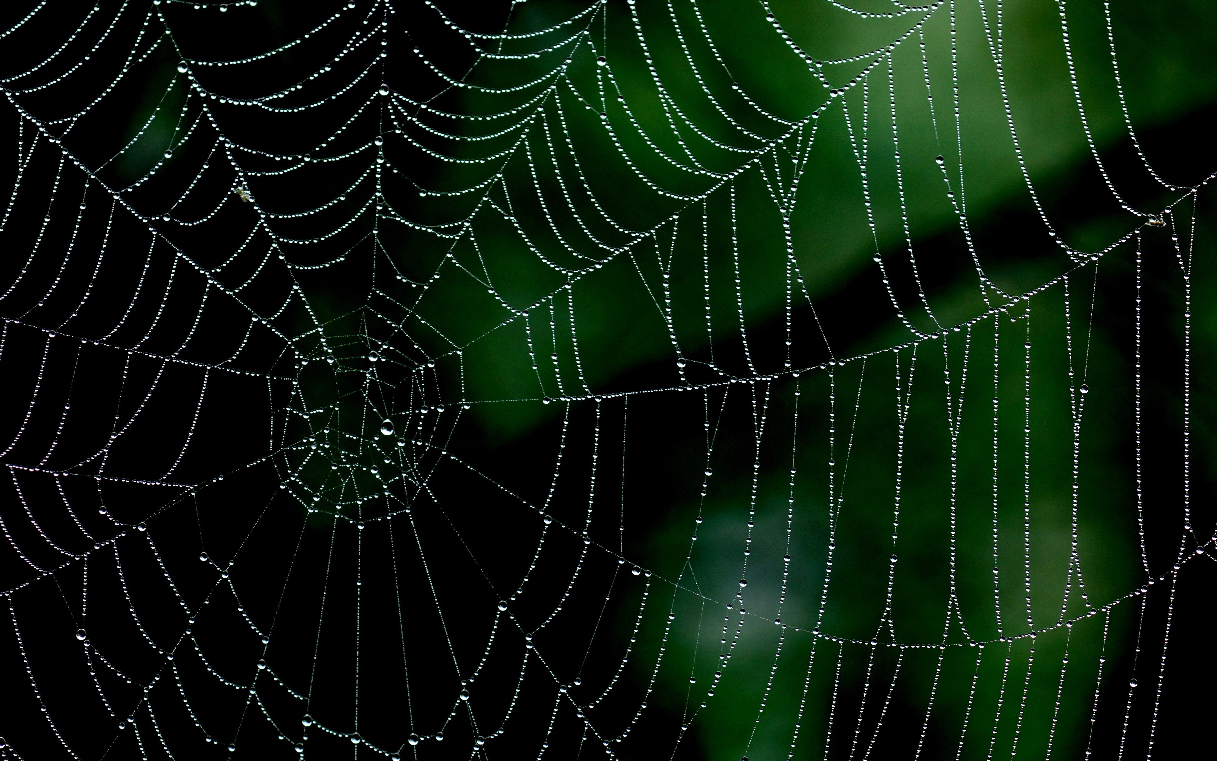 spiderwebs, Minimalism, Nature, Closeup, Macro Wallpaper