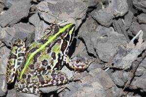 frog, Nature, Animals, Photography, Colorful, Amphibian