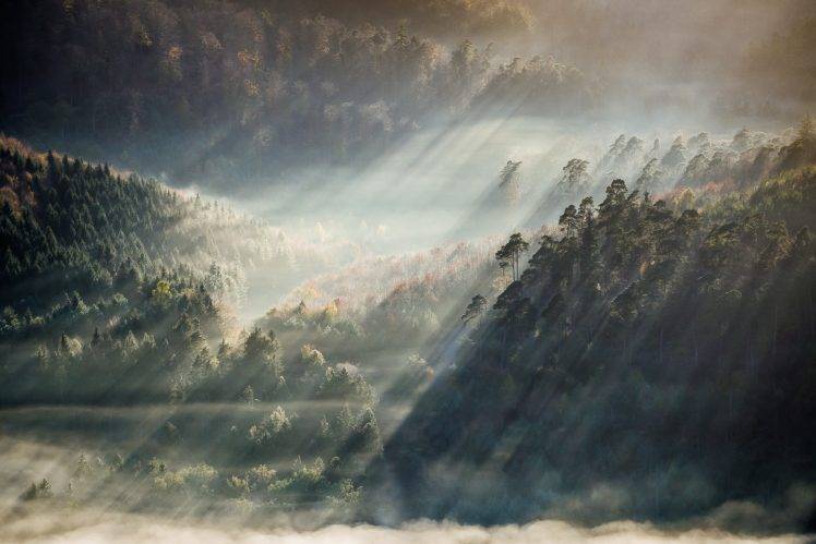 landscape, Nature, Forest, Mist, Sun Rays HD Wallpaper Desktop Background