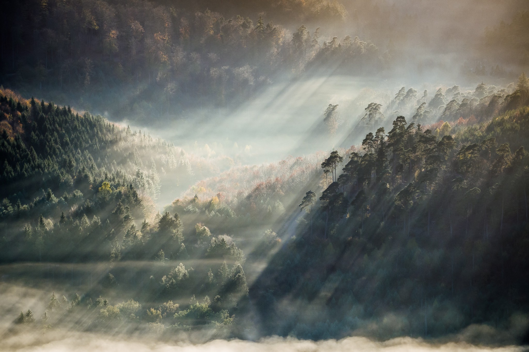 landscape, Nature, Forest, Mist, Sun Rays Wallpaper