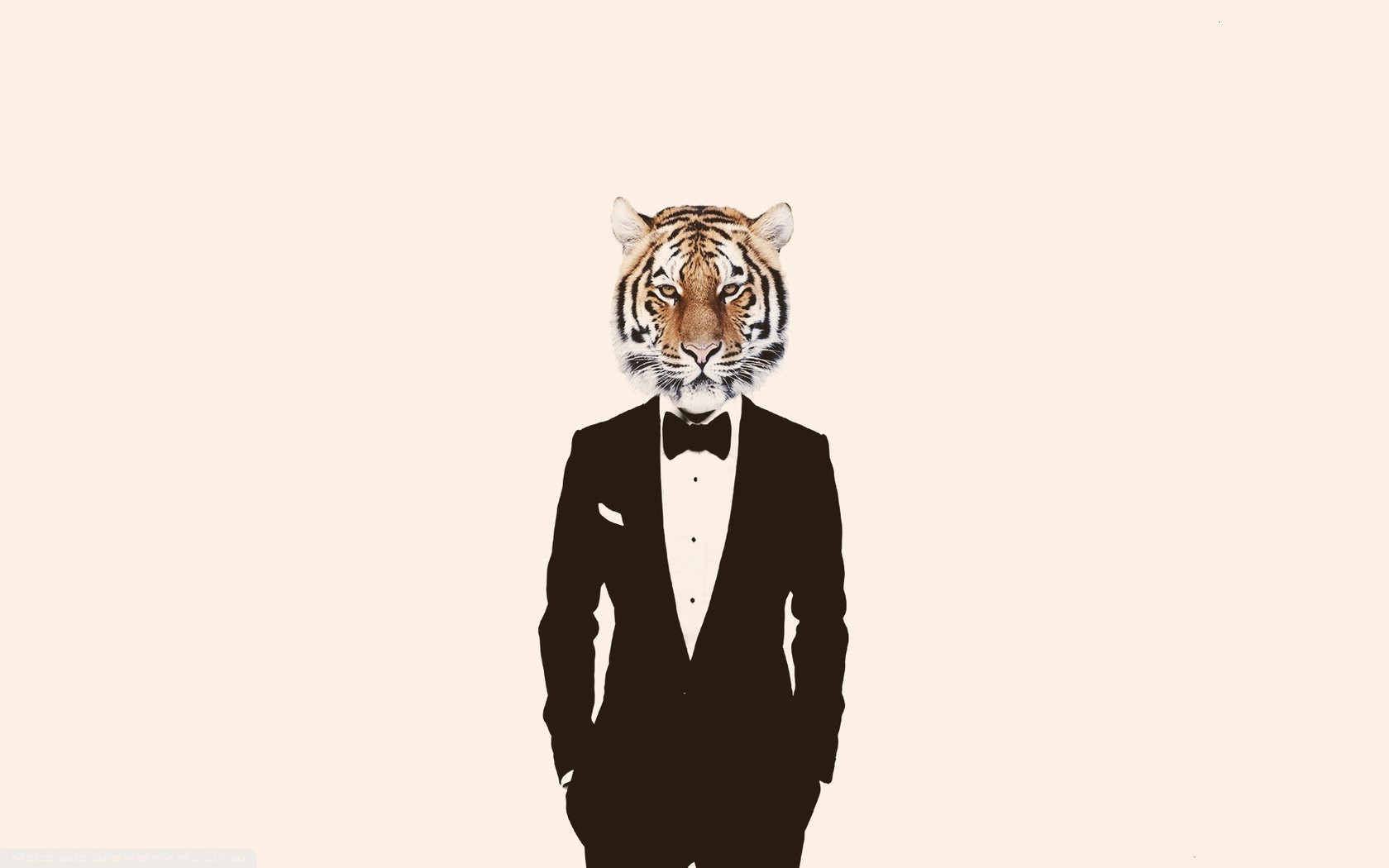 tiger, Humor Wallpaper