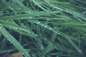 wet, Grass, Nature, Macro