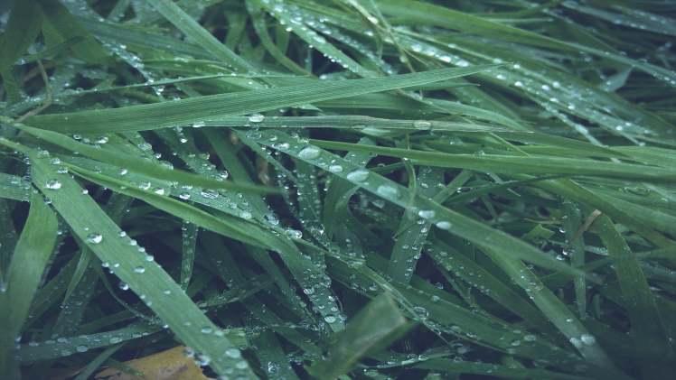 wet, Grass, Nature, Macro HD Wallpaper Desktop Background