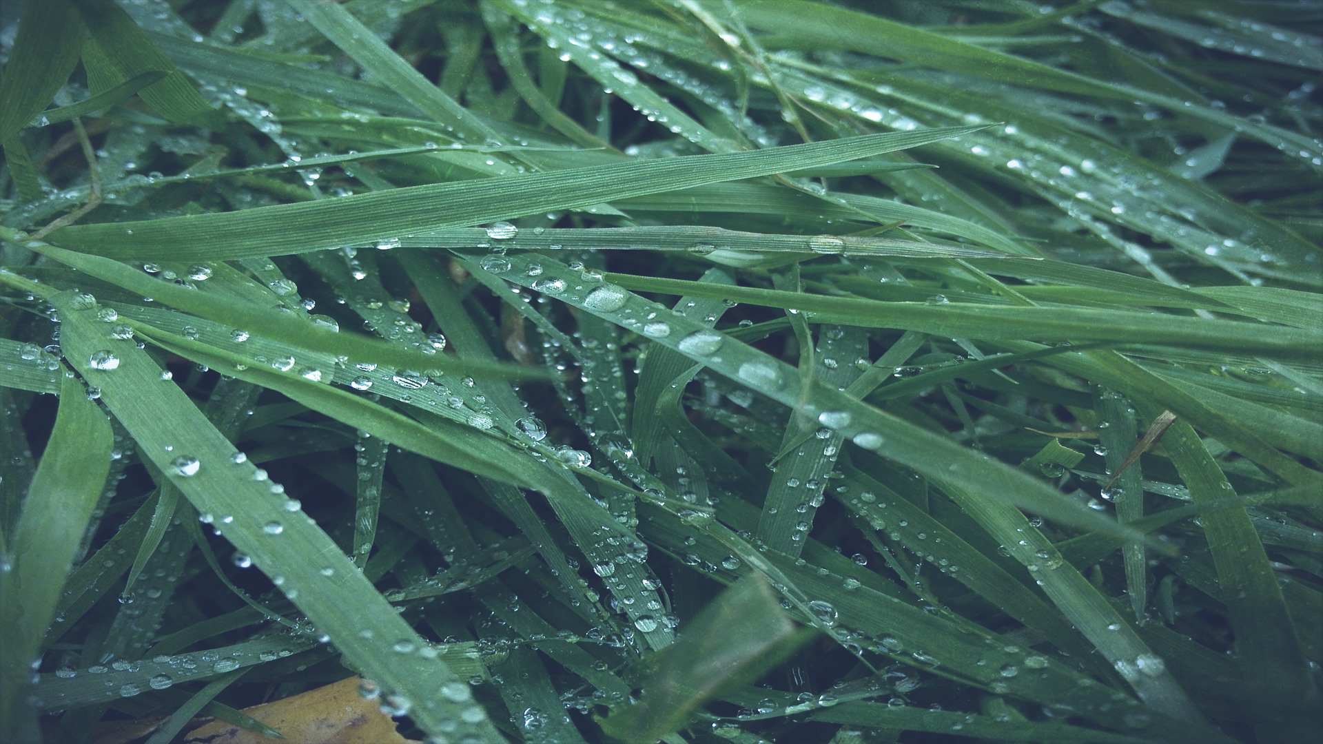 wet, Grass, Nature, Macro Wallpaper