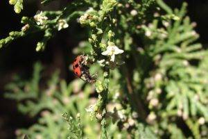 nature, Photography, Insect, Ladybugs