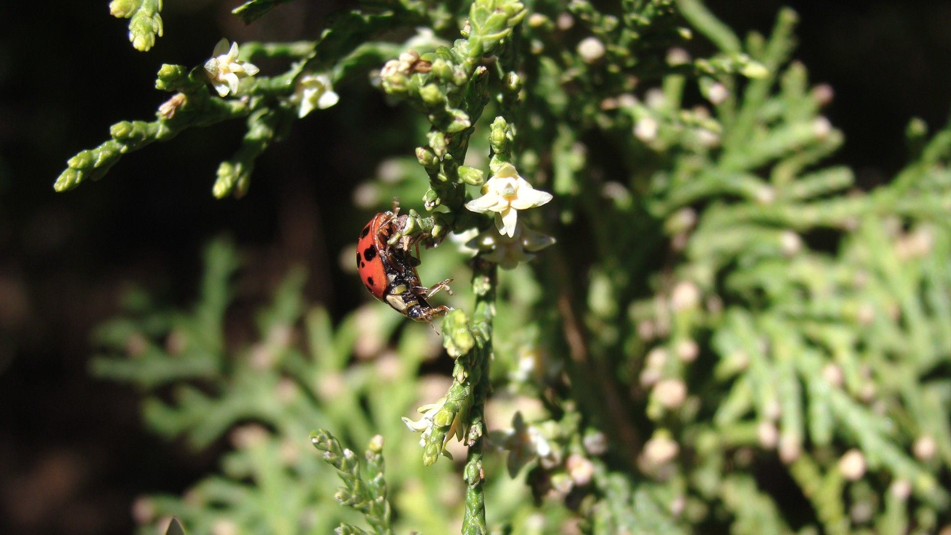 nature, Photography, Insect, Ladybugs Wallpaper