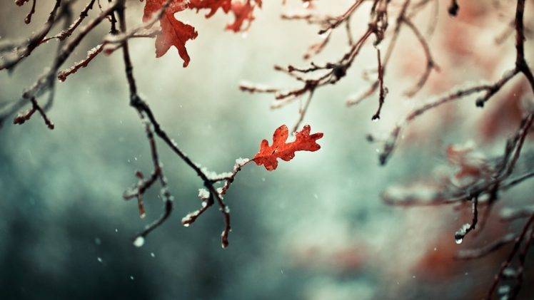 winter, Nature, Photography, Leaves HD Wallpaper Desktop Background