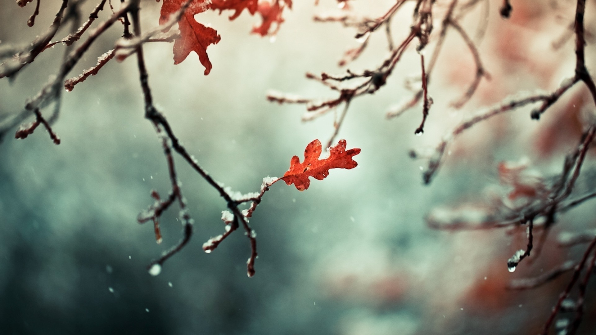 winter, Nature, Photography, Leaves Wallpaper
