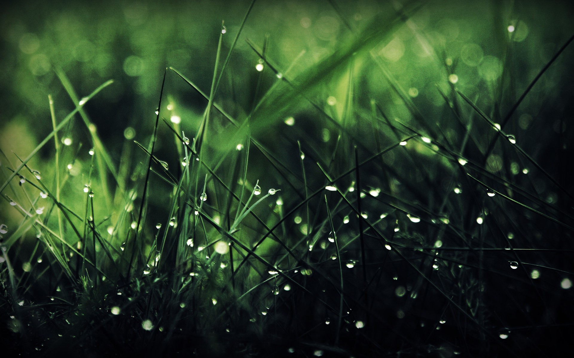 rain, Grass, Green, Nature, Rainbows Wallpapers HD / Desktop and Mobile