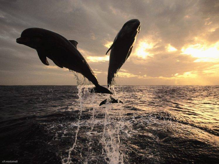 dolphin, Nature, Animals HD Wallpaper Desktop Background