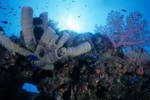 creature, Underwater, Nature, Coral, Sea Anemones, Fish
