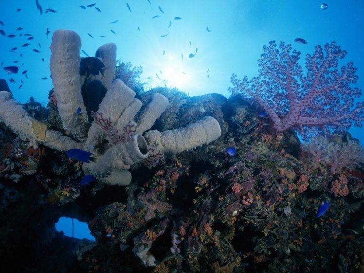 creature, Underwater, Nature, Coral, Sea Anemones, Fish HD Wallpaper Desktop Background