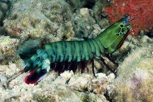 creature, Underwater, Nature, Mantis Shrimp