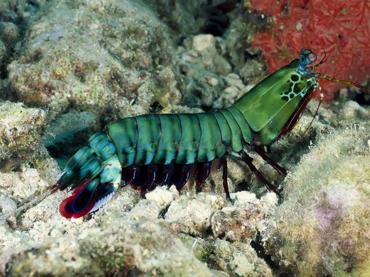creature, Underwater, Nature, Mantis Shrimp HD Wallpaper Desktop Background