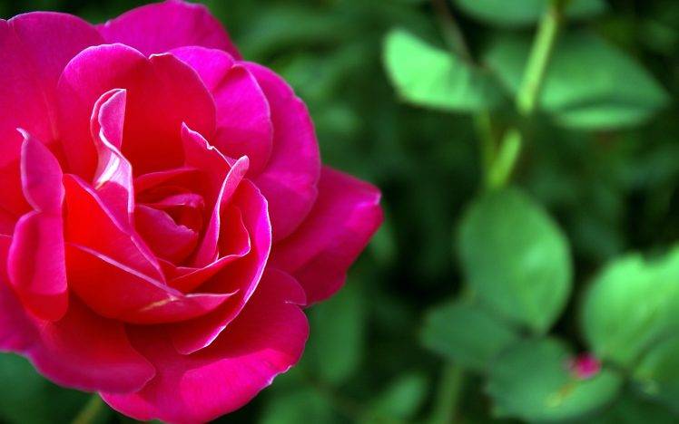 nature, Landscape, Flowers, Rose HD Wallpaper Desktop Background