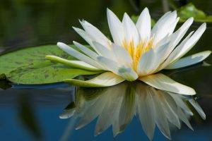 nature, Flowers, Lily Pads, Reflection, Water Lilies