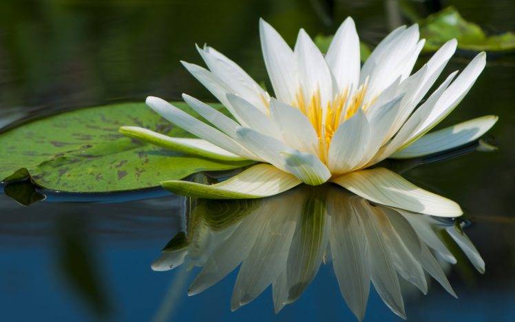 nature, Flowers, Lily Pads, Reflection, Water Lilies HD Wallpaper Desktop Background