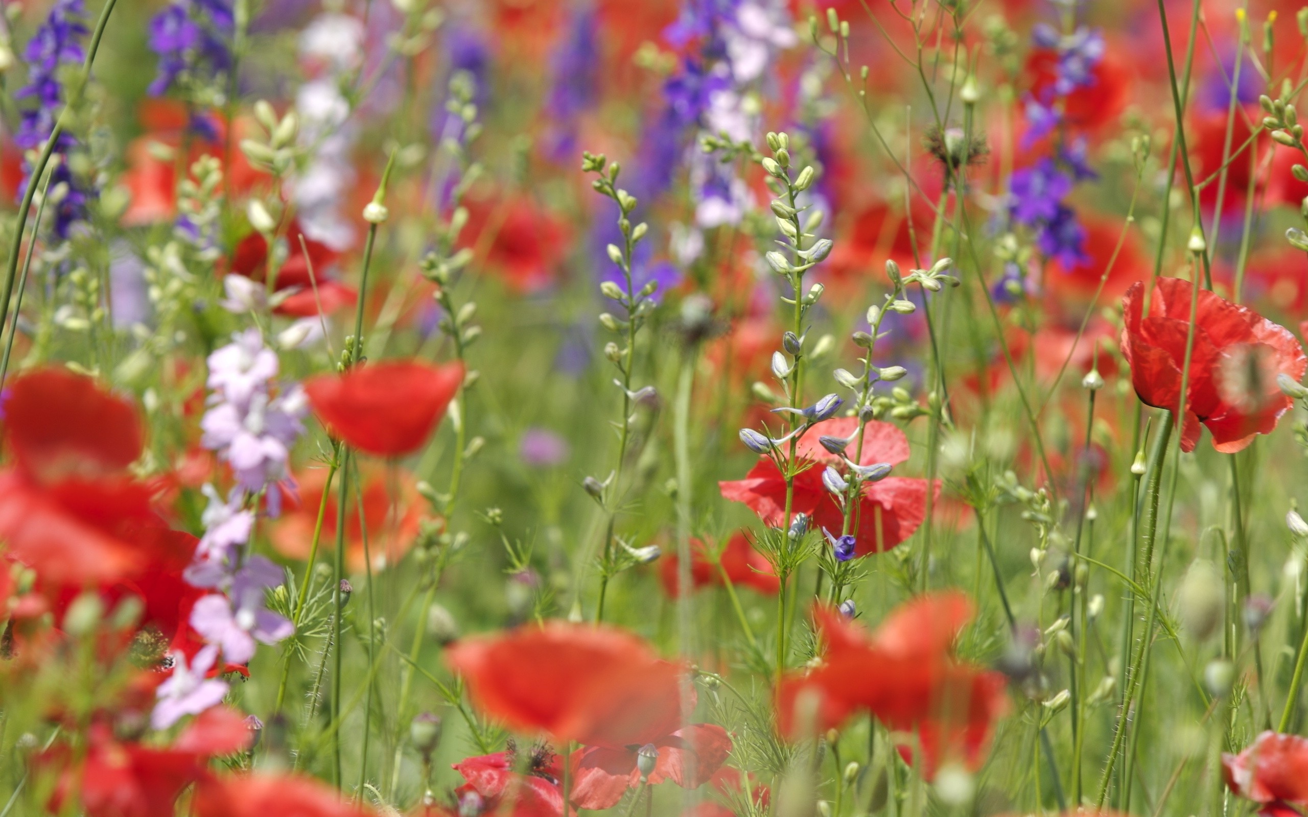 nature, Flowers, Poppies Wallpaper