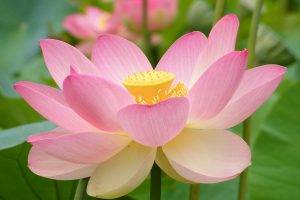 nature, Flowers, Lotus Flowers
