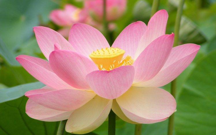 nature, Flowers, Lotus Flowers HD Wallpaper Desktop Background