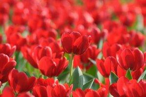 nature, Flowers, Tulips, Red Flowers