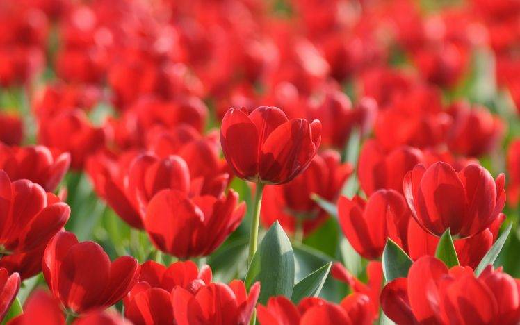 nature, Flowers, Tulips, Red Flowers HD Wallpaper Desktop Background