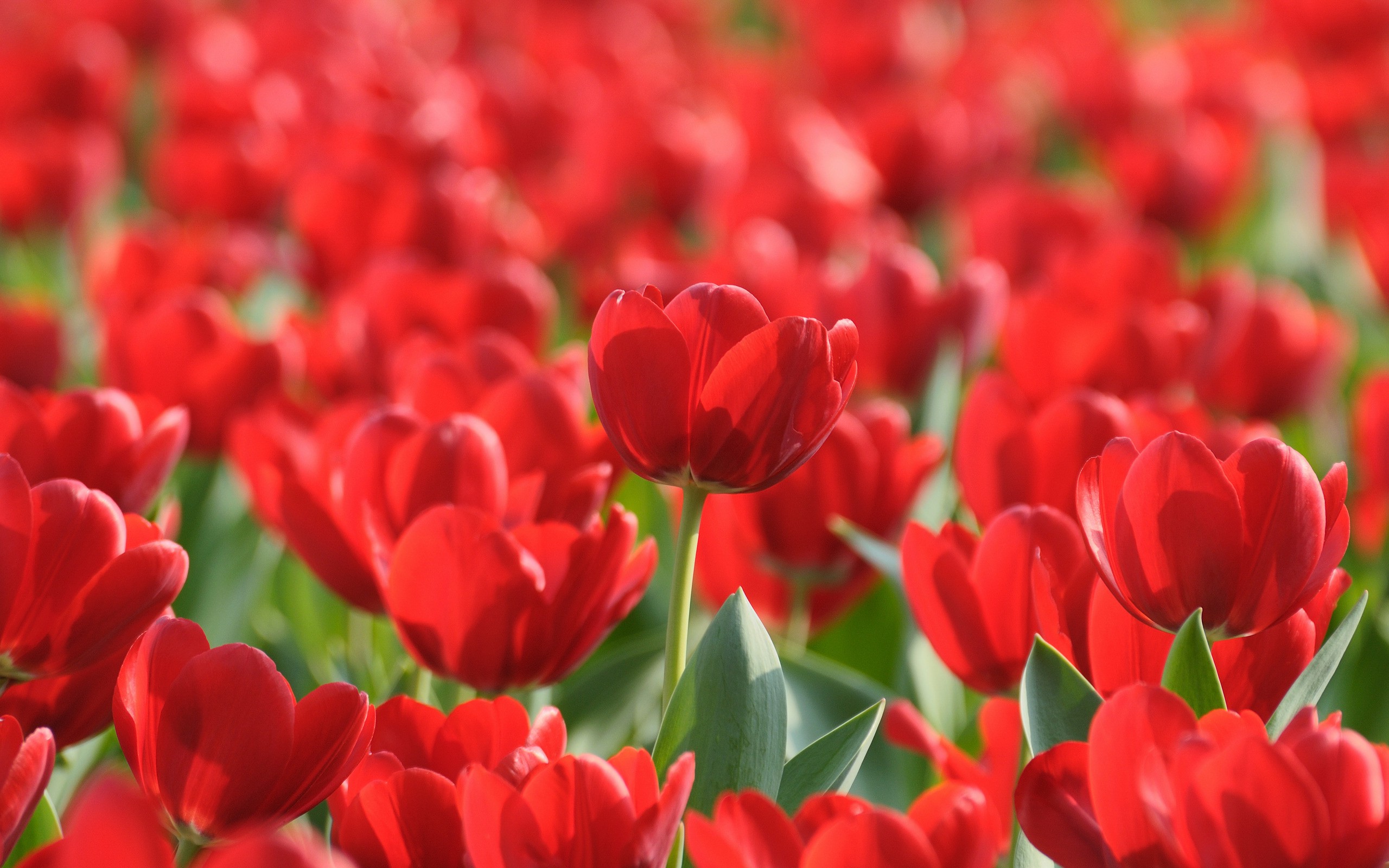 nature, Flowers, Tulips, Red Flowers Wallpaper