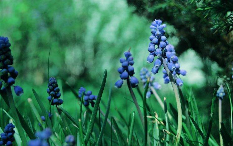 nature, Flowers, Muscari, Blue Flowers HD Wallpaper Desktop Background