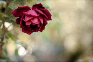 nature, Flowers, Rose