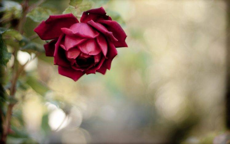 nature, Flowers, Rose HD Wallpaper Desktop Background