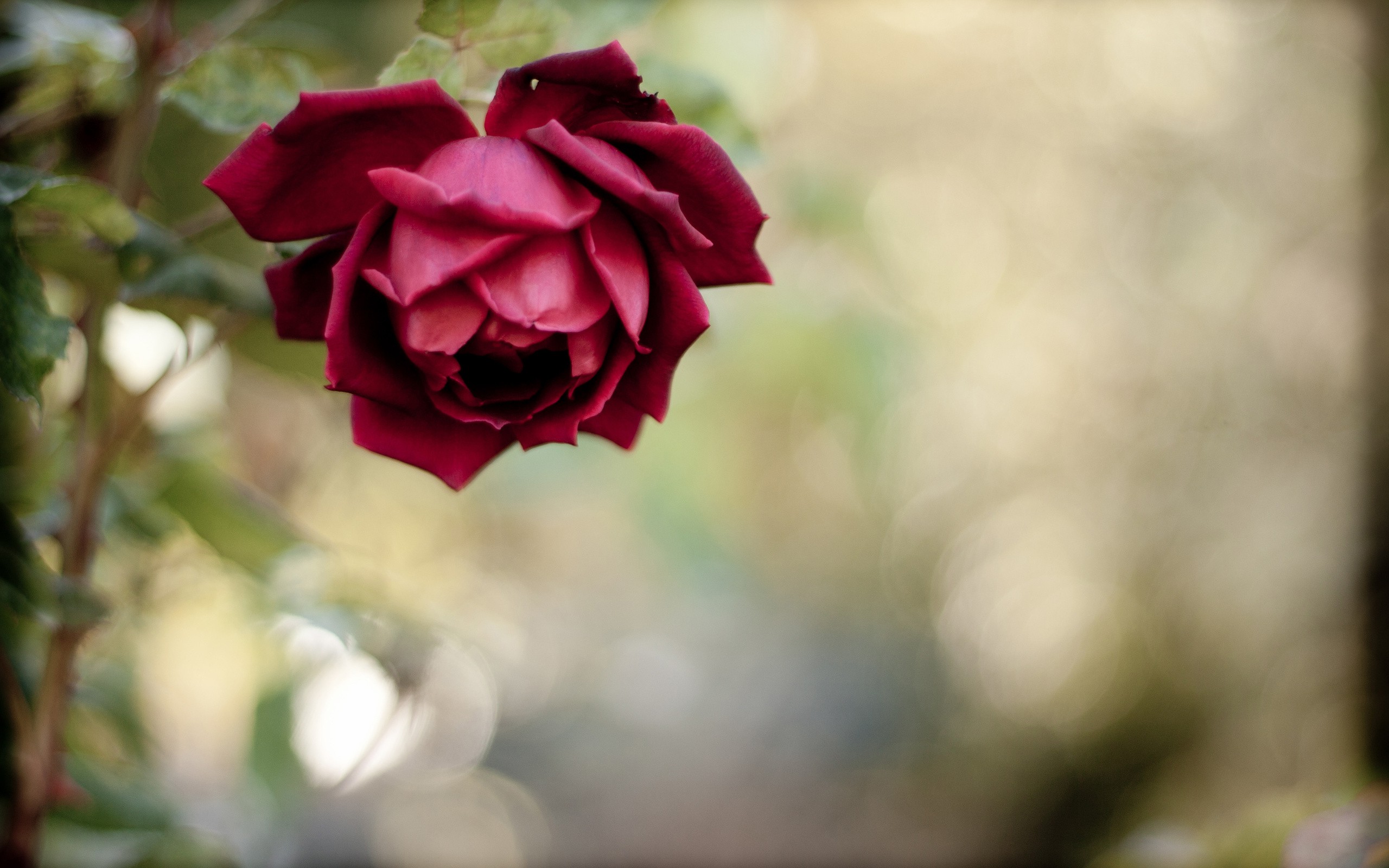nature, Flowers, Rose Wallpaper