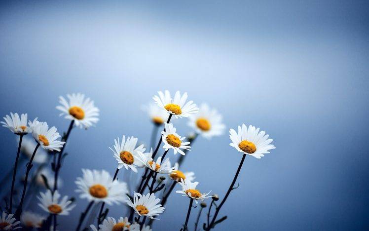 nature, Flowers, Daisies HD Wallpaper Desktop Background