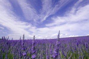 nature, Flowers, Lavender, Purple Flowers, Field, Provence, France