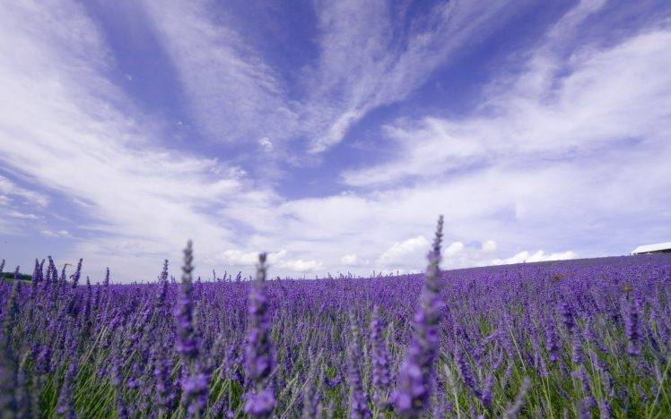 nature, Flowers, Lavender, Purple Flowers, Field, Provence, France HD Wallpaper Desktop Background