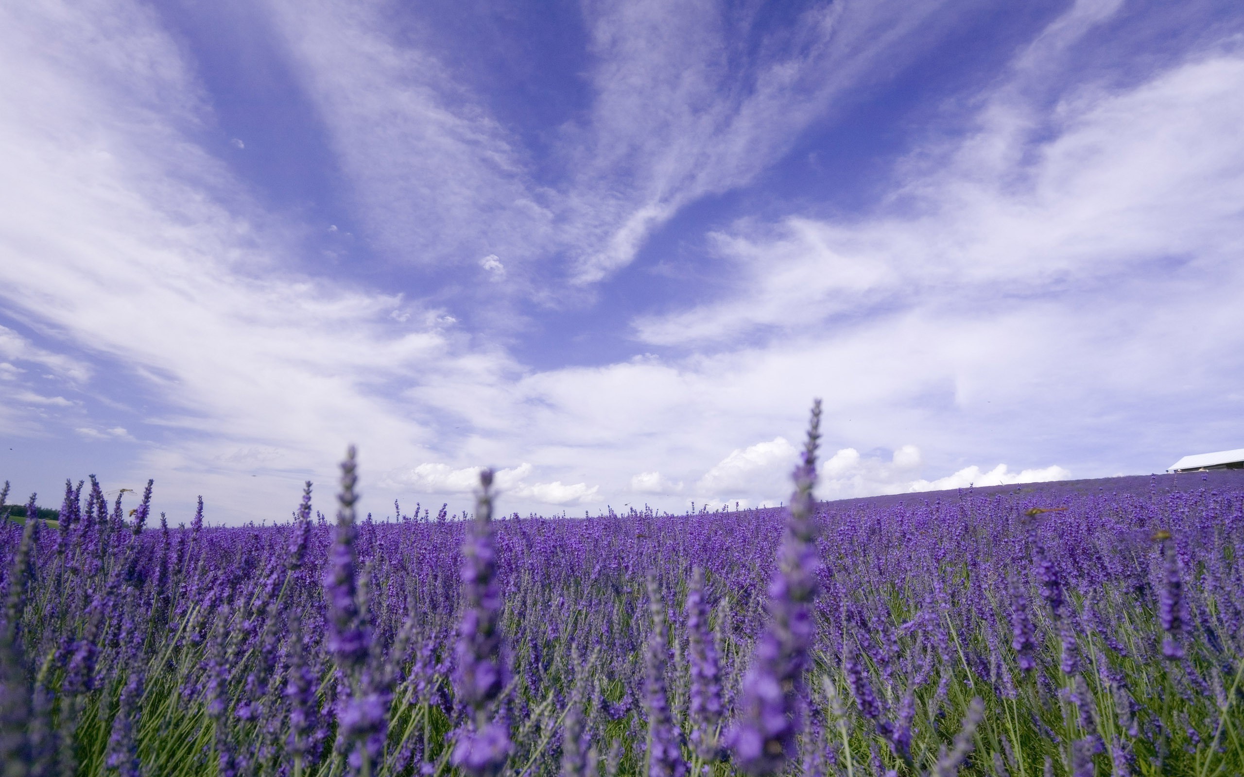 nature, Flowers, Lavender, Purple Flowers, Field, Provence, France ...