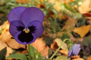 nature, Flowers, Purple Flowers, Pansies