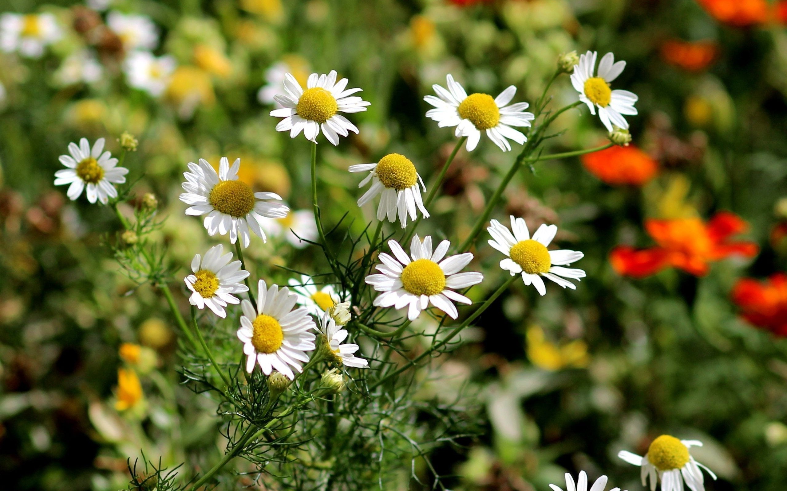 nature, Flowers Wallpaper